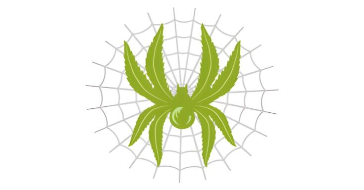Какой сорт конопли White Widow лучше