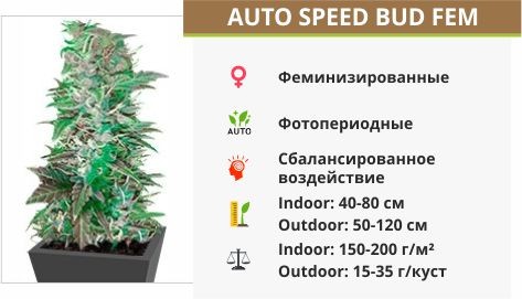Сорт конопли Auto Speed Bud Auto Speed Bud fem (Female Seeds)