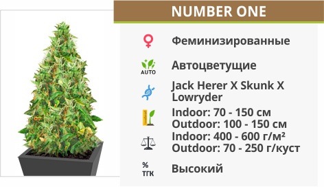 Number One auto (Doctor’s Choise) Number One auto (Doctor’s Choise)