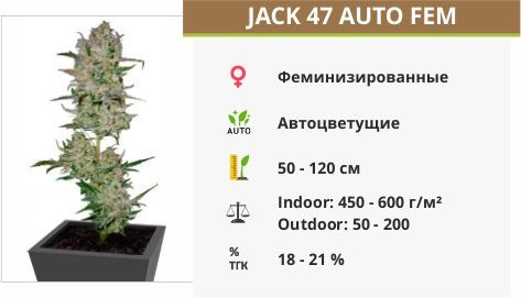 Сорт марихуаны Jack 47 Auto Jack 47 Auto fem (Sweet Seeds)