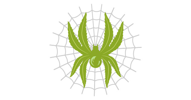 Какой сорт конопли White Widow лучше