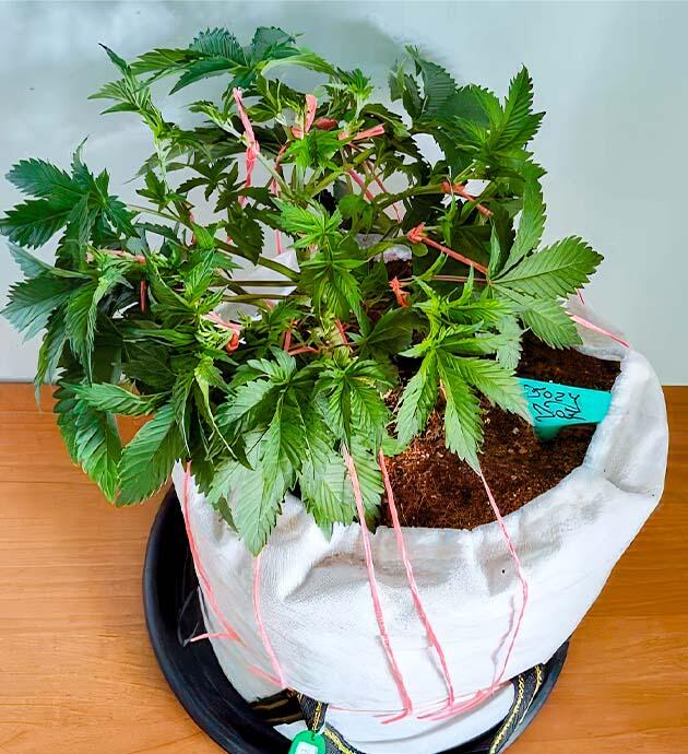 Активная тренировка кустов: LST, топпинг и дефолиация для оптимального роста Dozy Doz в активной фазе веги с LST и топпингом