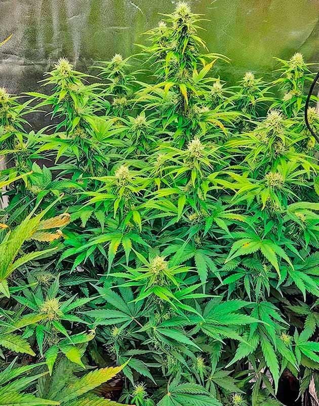 Дефолиация марихуаны Появление коричневых пятен у конопли