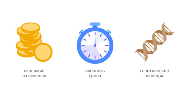 Плюсы материнского каннабиса Преимущества материнского растения марихуаны