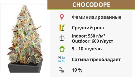 Chocodope Chocodope