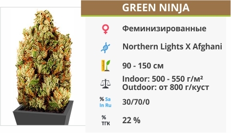описание сорта Green Ninja