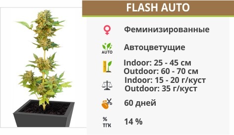 Flash Auto Flash Auto
