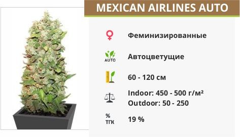 Сорт марихуаны Mexican Airlines auto Mexican Airlines auto fem (FastBuds)