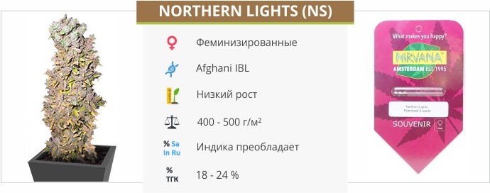 Northern Lights