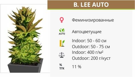 B. Lee Auto Kannabia Seed Company