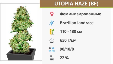 Utopia Haze fem
