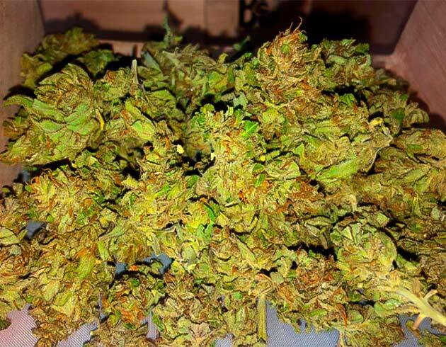 Шишки конопли сорта Pineapple Express Auto