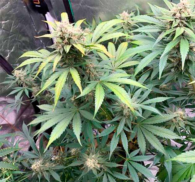Финишный этап цветения марихуаны Purple Lemonade Auto перед харвестом