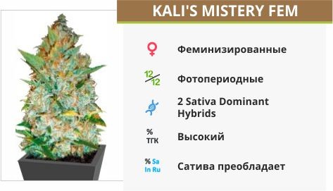 Сорт конопли Kali's Mistery Kali's Mistery fem