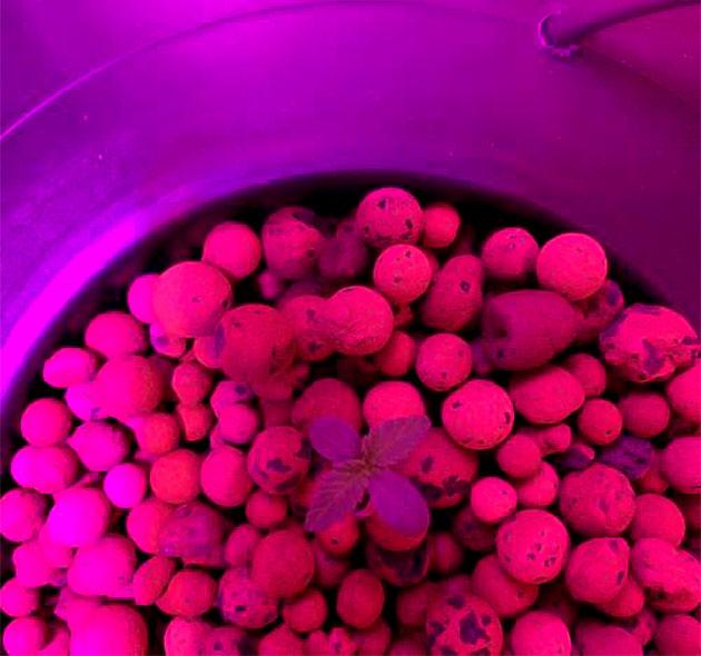 Проращивание марихуаны Молодые ростки конопли под первым светом