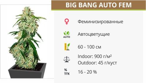 Сорт конопли Big Bang Auto Big Bang Auto fem (Green House Seeds)