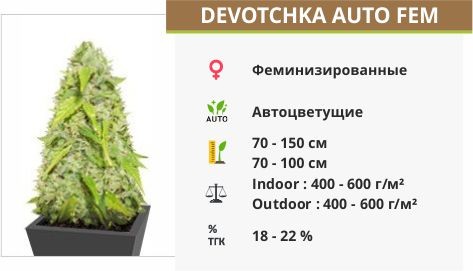 Сорт марихуаны Devotchka auto Devotchka auto fem (Doctor’s Choice)