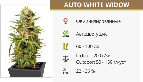 Сорт марихуаны Auto White Widow Auto White Widow от Dutch Passion