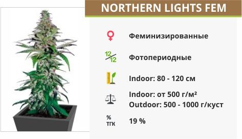 Сорт каннабиса Northern Lights Northern Lights fem (Pyramid Seeds)