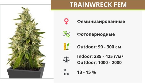 Сорт конопли Trainwreck Trainwreck fem от Humboldt Seeds