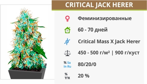 описание сорта Critical Jack Herer описание сорта Critical Jack Herer