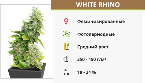 Сорт каннабиса White Rhino White Rhino fem (Nirvana Seeds)