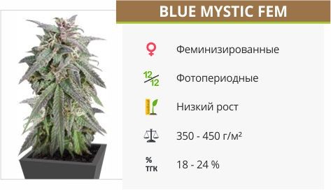 Blue Mystic fem (Nirvana Seeds)