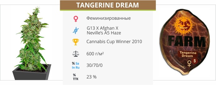 Tangerine Dream