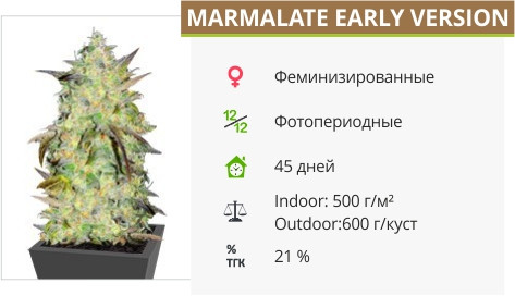 Сорт марихуаны Marmalate Early Version Marmalate Early Version от Delicious Seeds
