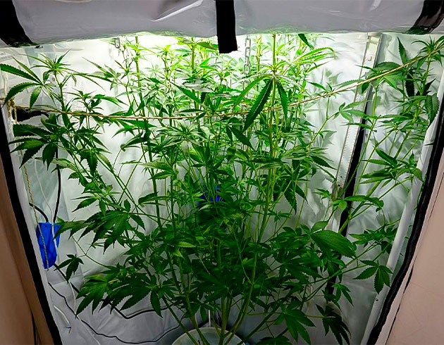 Непредсказуемый рост Purple Juice Auto Борьба с ростом: светильники и подсветка