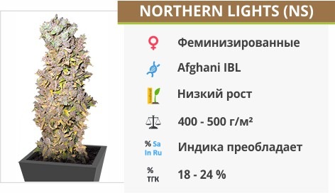 Northern Lights