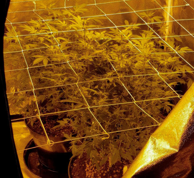 Конопля под сеткой ScrOG