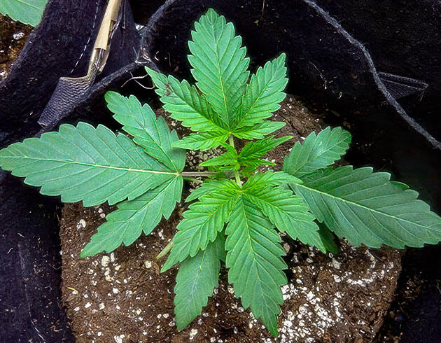 LST-тренировка марихуаны Кусты конопли на 3 неделе роста