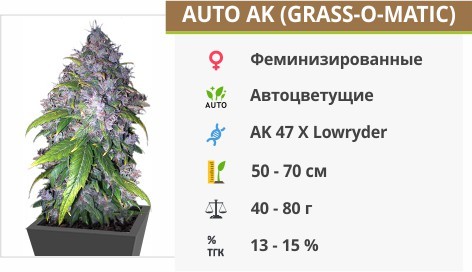 Auto AK