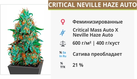 описание сорта Critical Neville Haze Auto описание сорта Critical Neville Haze Auto