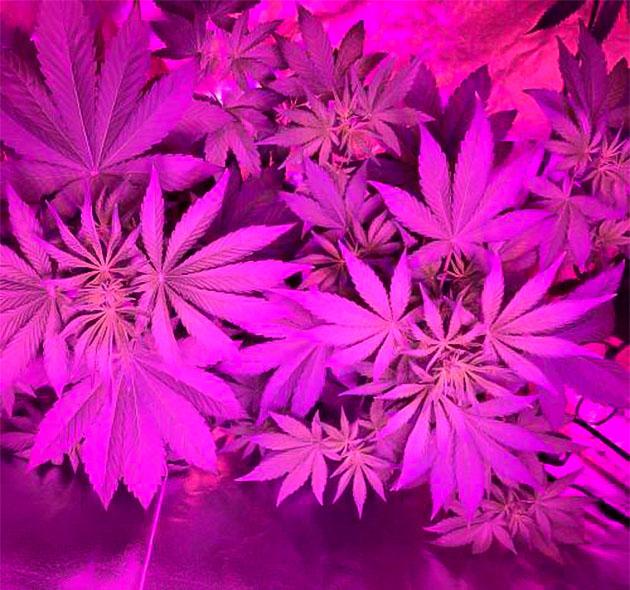 4 неделя роста конопли Начало цветения Purple Lemonade Auto