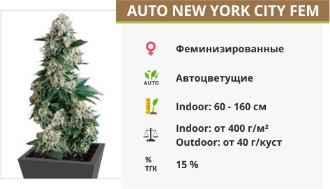 Auto New York City