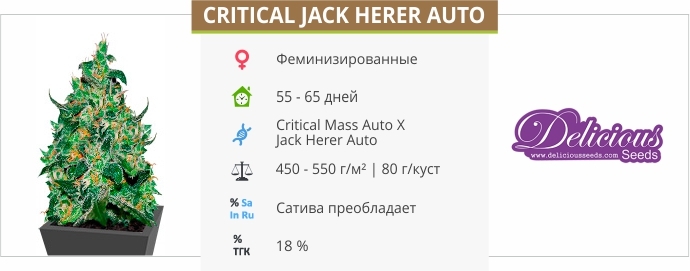 описание сорта Critical Jack Herer Auto описание сорта Critical Jack Herer Auto