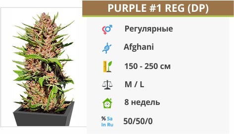 Purple 1