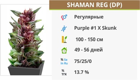 Shaman
