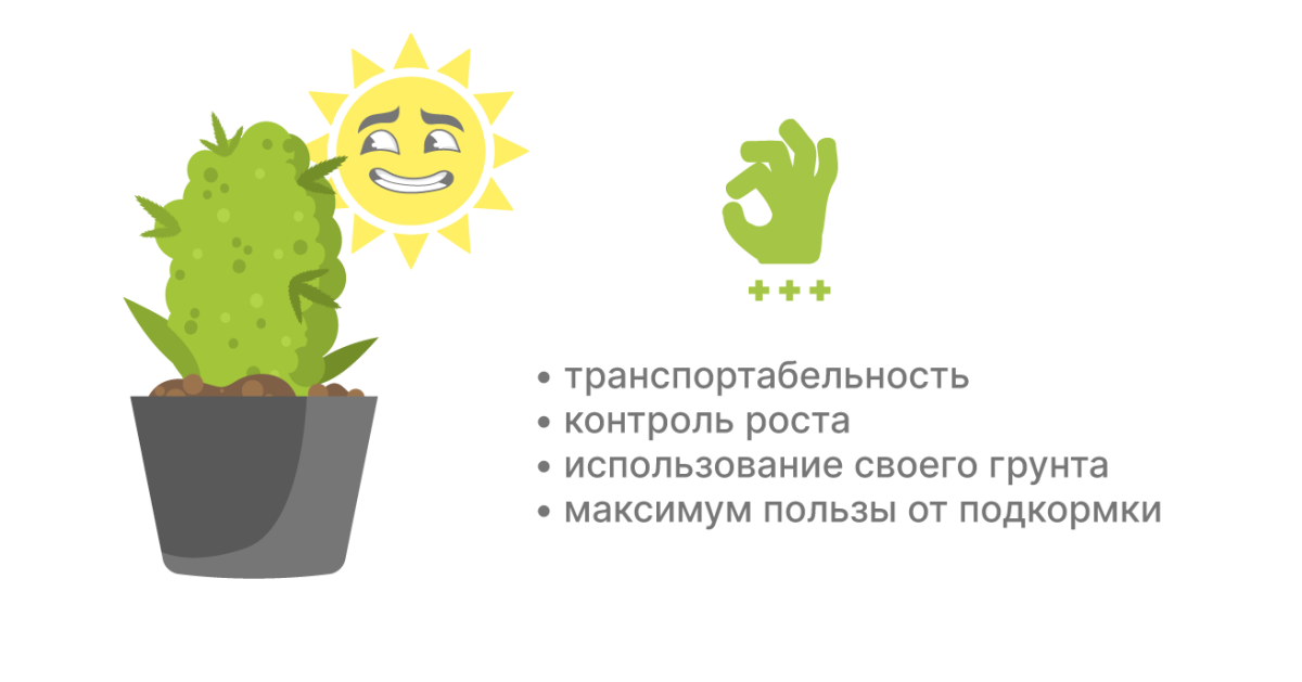 Преимущества выращивания конопли в горшках Плюсы выращивания в горшке