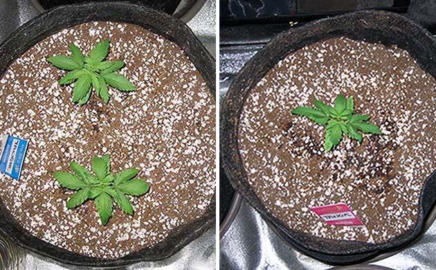 Ранняя стадия конопли: ожоги от удобрений и выводы Два куста марихуаны в одном горшке на ранней стадии