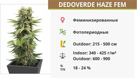 Dedoverde Haze