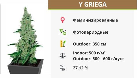 Y Griega fem от Medical Seeds