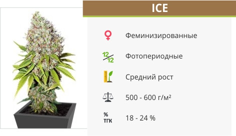 ICE