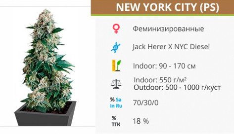 New York City от Pyramid Seeds