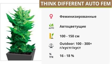 Think Different auto fem (Dutch Passion)