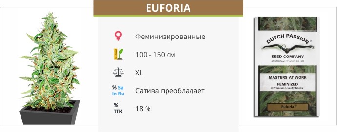 Сорт конопли Euforia Euforia fem от Dutch Passion Seeds