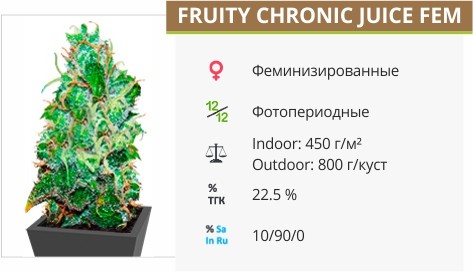 Fruity Chronic Juice fem от Delicious Seeds