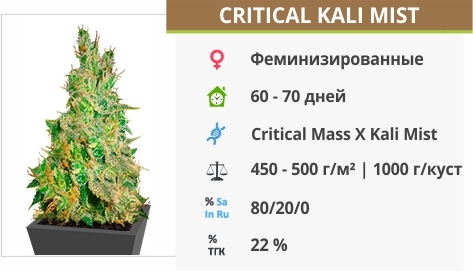 описание сорта Critical Kali Mist описание сорта Critical Kali Mist